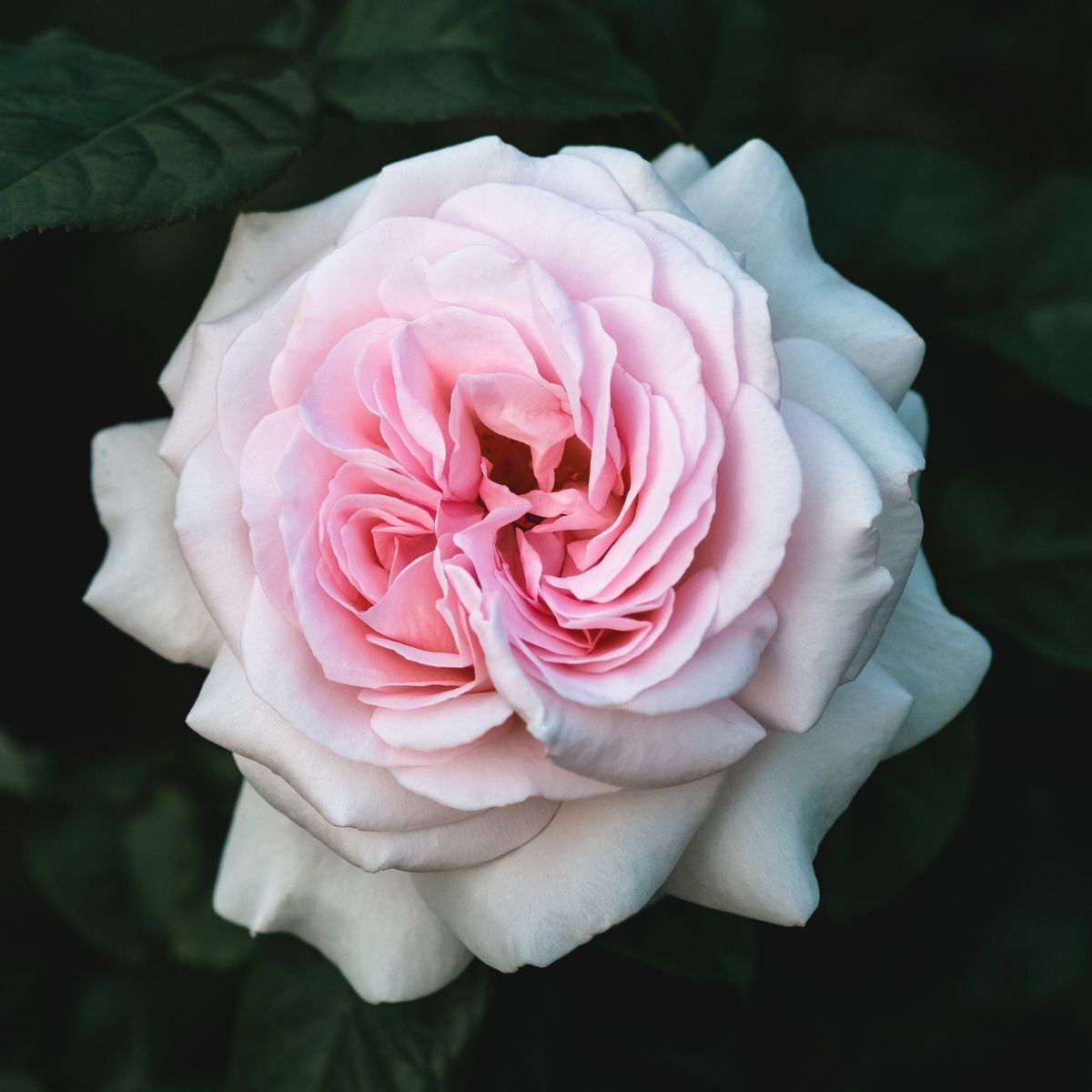 Rose- Francis Meilland